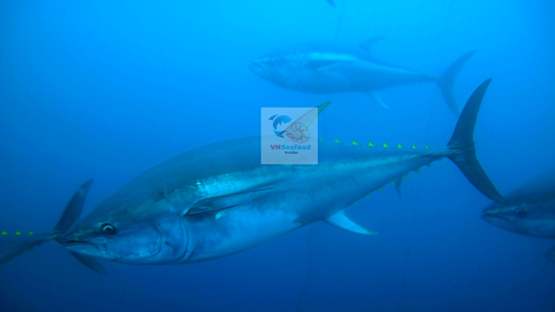 vietnam tuna export challenges