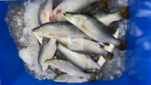 Import barramundi fish from Vietnam