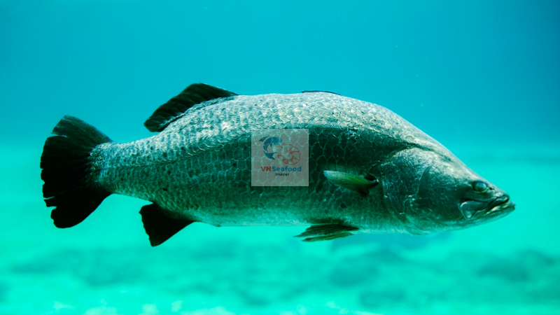 vietnam barramundi import guide 2