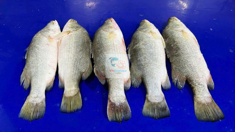 vietnam barramundi fish