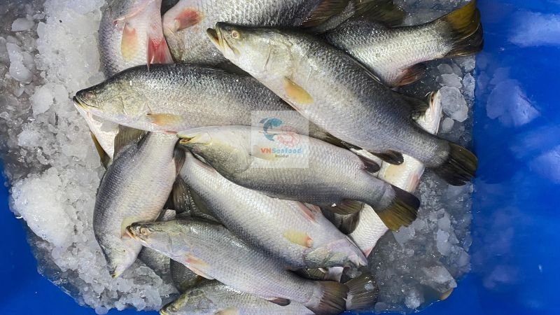 barramundi fish supplier in vietnam