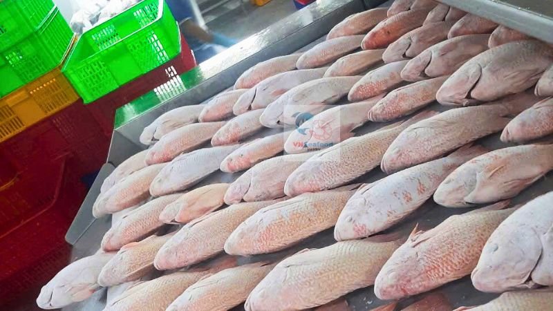 frozen fish for middle east