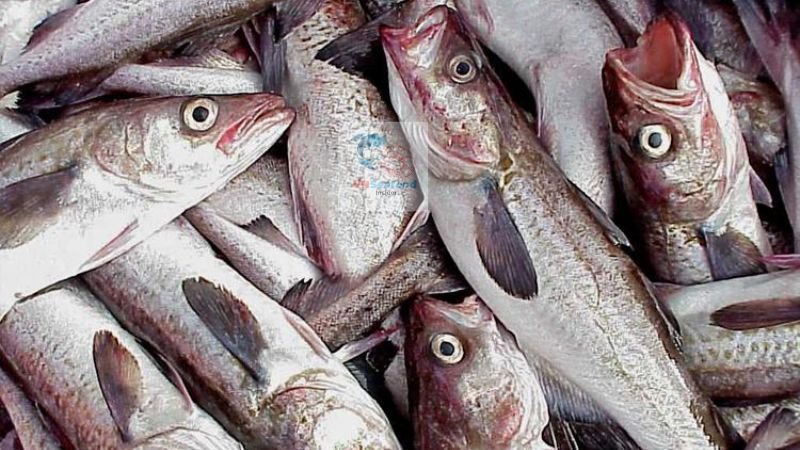 white fish alternatives 2026