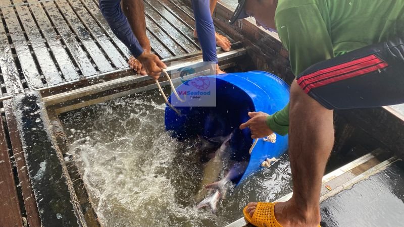 vietnam pangasius white meat