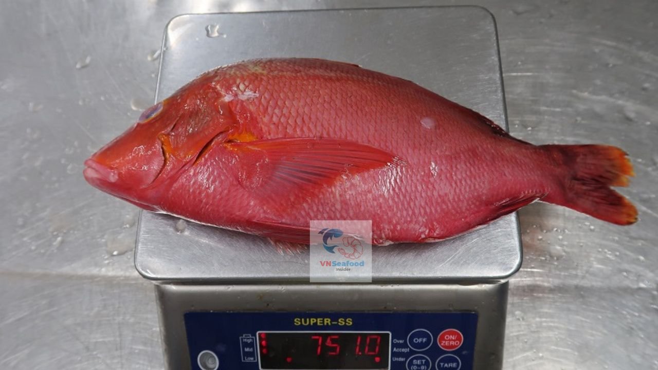 vietnam red snapper