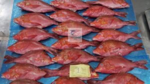 Red Snapper Vietnam Supplier