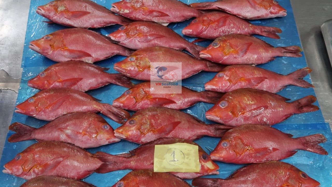 Red Snapper Vietnam Supplier