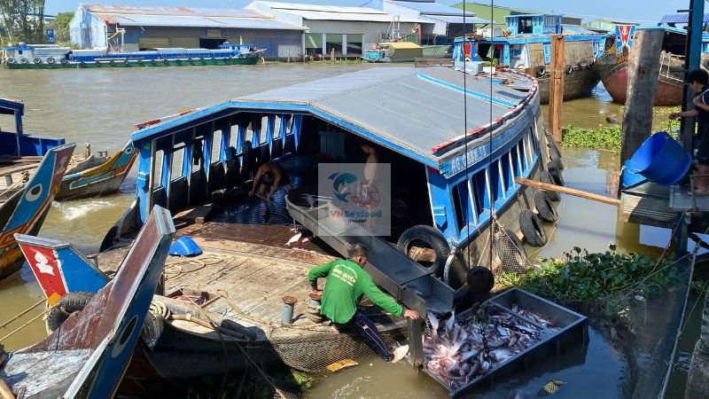 vietnam pangasius mekong