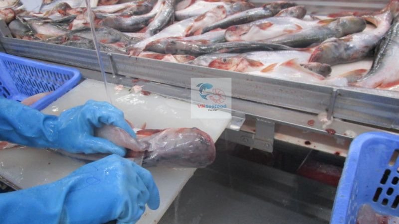 vietnam pangasius guide