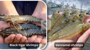 vietnam shrimp export
