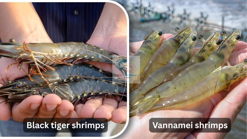vietnam shrimp export