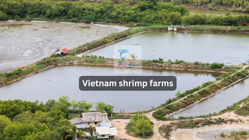 vietnam shrimp farms