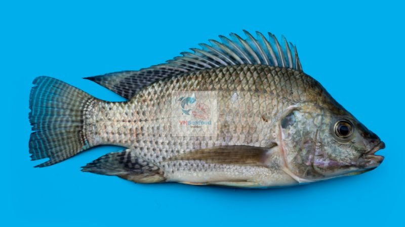 tilapia price trends
