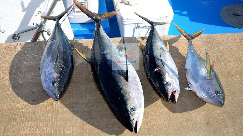 Vietnam Tuna Export to Russia and Japan