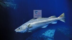 pangasius as whitefish alternative
