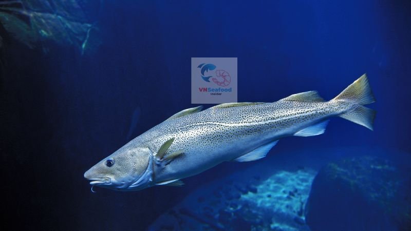 pangasius as whitefish alternative
