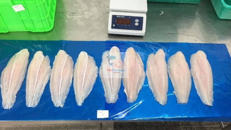 pangasius 