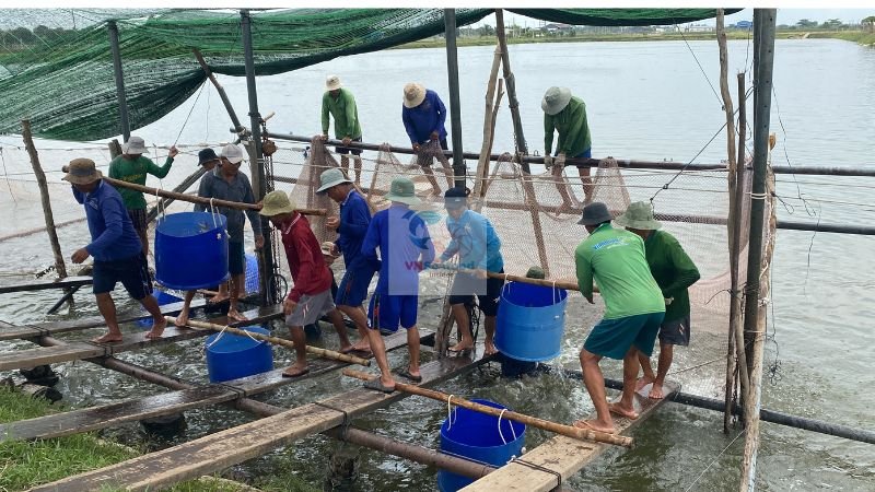 pangasius farming