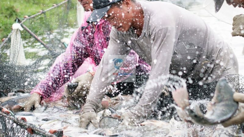 vietnam tilapia fish farm