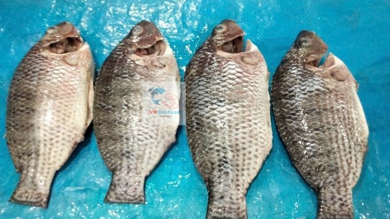 vietnam tilapia fish 1