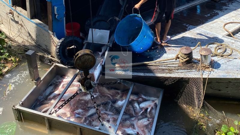 pangasius material