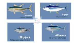 Vietnam tuna export guide for importer