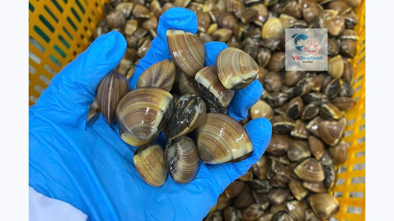 vietnam brown clams
