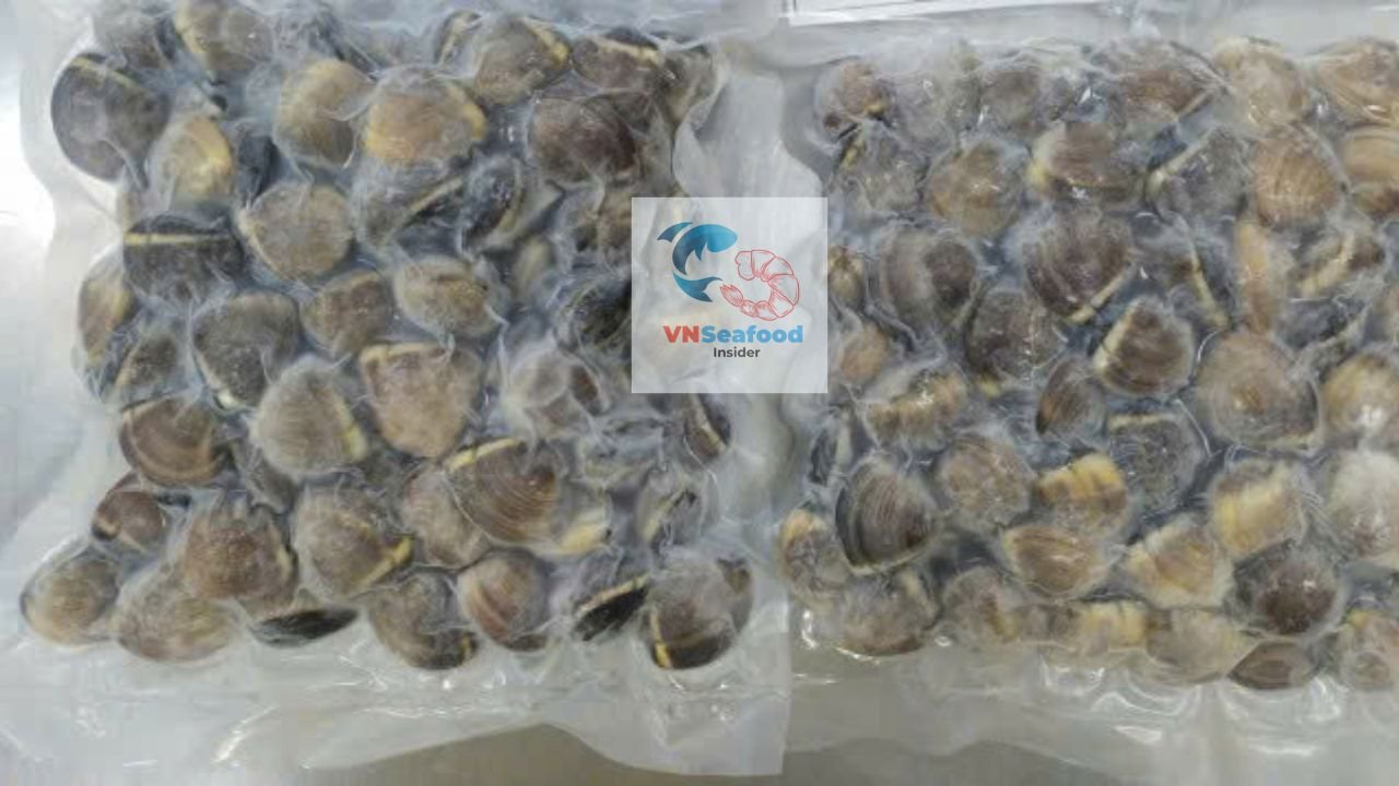 high quality vietnam brown clams