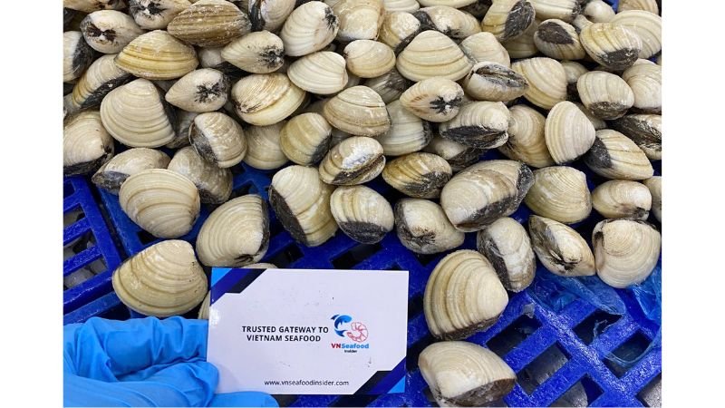 white clams vietnam seafood insider