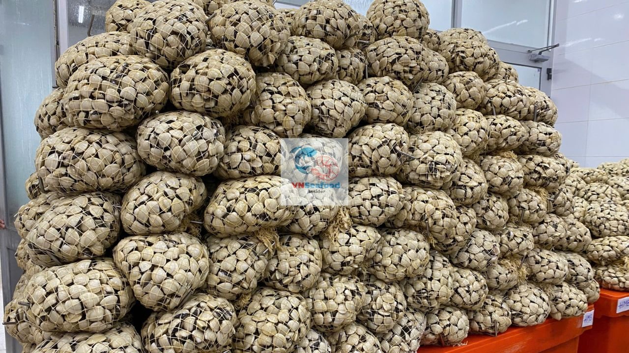 vietnam white clams 4