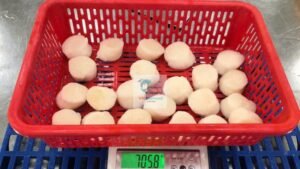 scallop processing vietnam