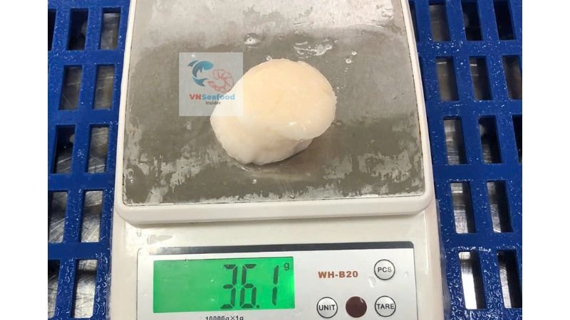 scallop jp produced in vietnam