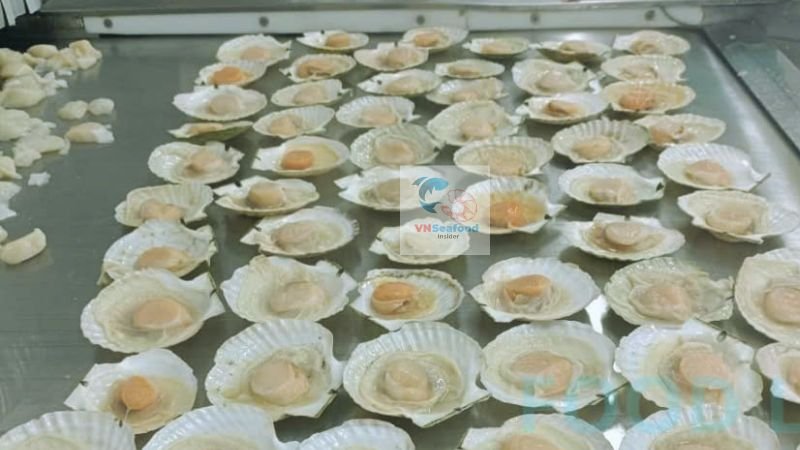 processing scallop vietnam