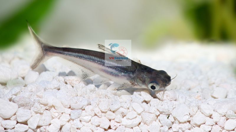 pangasius fingerling