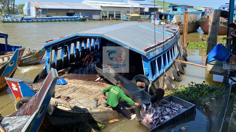 pangasius harvest