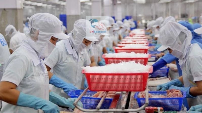 pangasius factory