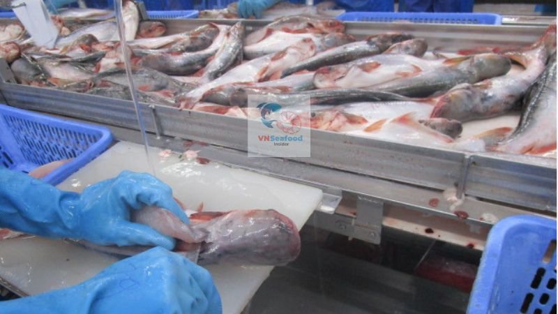 pangasius small size shortage