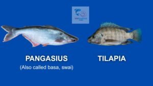 pangasius vs tilapia