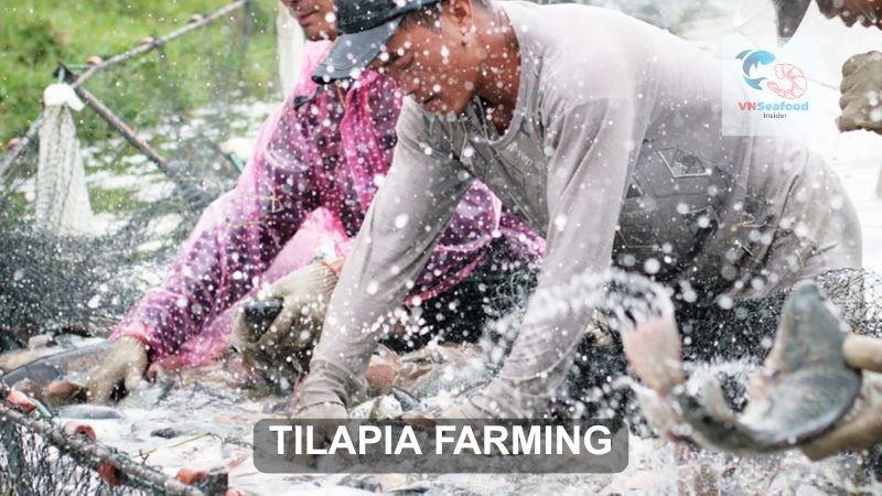 tilapia farming