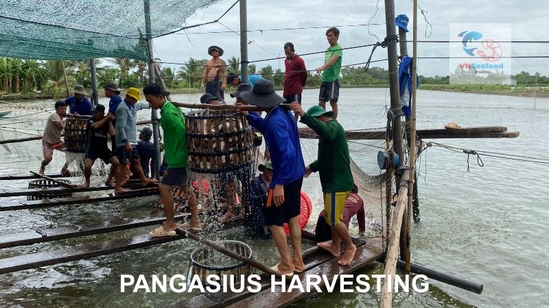 pangasius harvesting