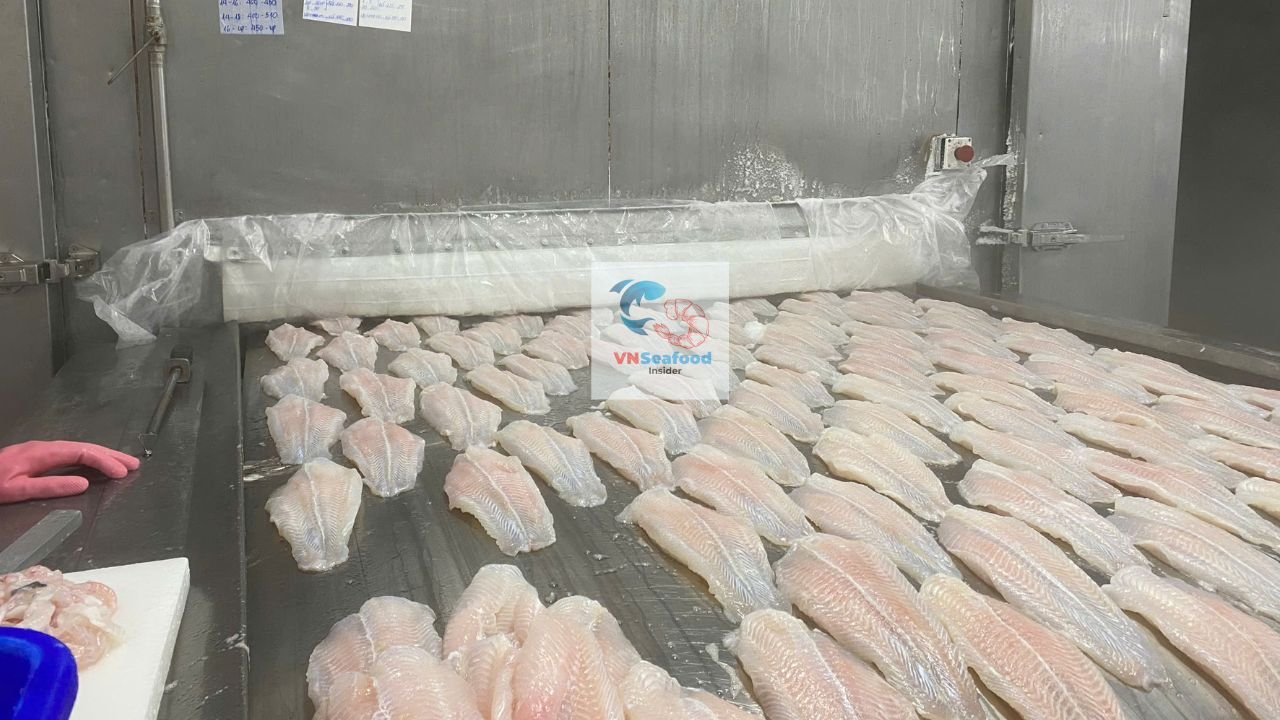 Rows of frozen pangasius fillets laid out on a tray in a freezer room