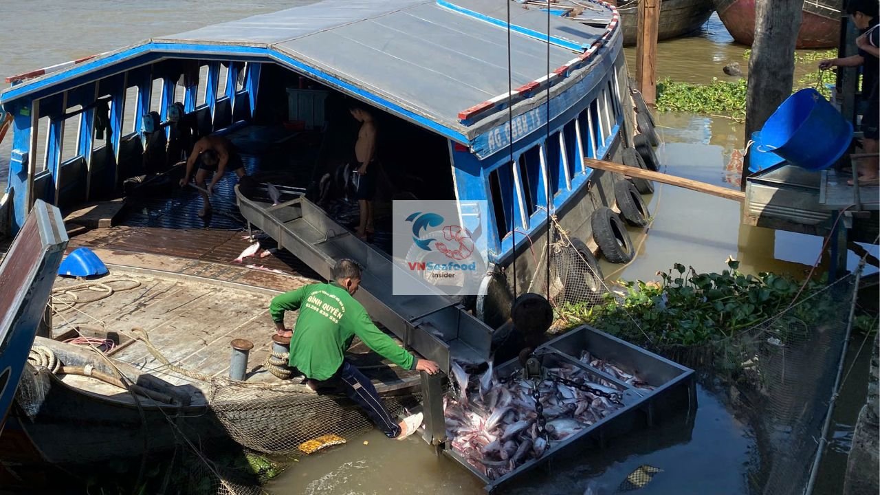 Fish being unloaded from a blue boat at a river bank into a metal tray lifted on a chain